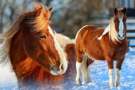 Brown & White Pony Gelding For Sale | Consigned to Thehorsebay.com