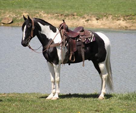 Tennessee Walking Horse Black Tobiano Gelding 16 Hands (Bonito)