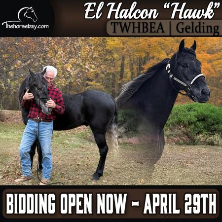 Tennessee Walker Gelding (Gaited/Trail/Trick)