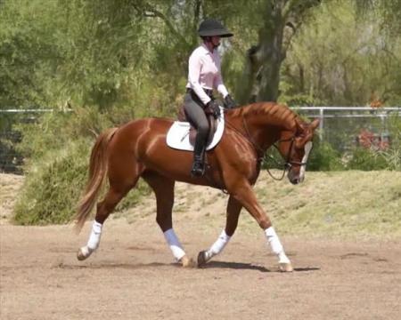 Dutch Warmblood Gelding Chestnut Gelding 16.1 hands (Benny)