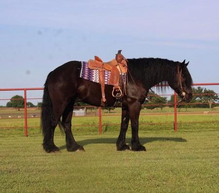 Percheron Cross Horse Black Gelding 16.2 Hands (Cheyenne)