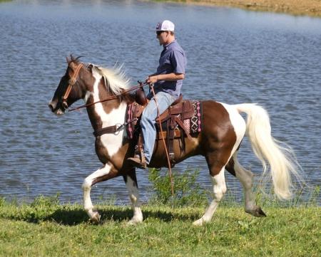 Tennessee Walking Horse Chocolate Tobiano Gelding 15.1 Hands (Cougar)