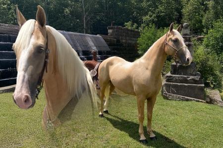 Palomino Kentucky Mountain Gelding