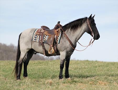 Missouri Fox Trotter Horse Blue Roan Gelding 15.1 Hands (Eresen)