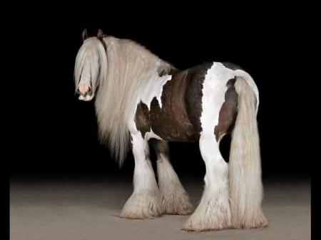 Gypsy Vanner Tobiano Gelding 14 Hands (Fluffy)