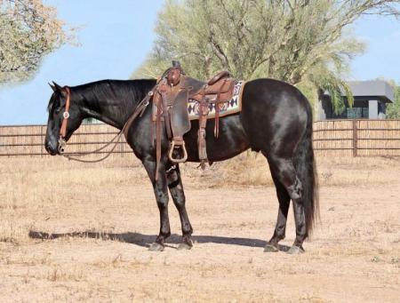 Quarter Horse Black Gelding 15.1 Hands (Harvey)