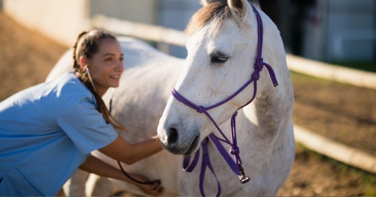 Thinking of Buying a Horse? Don’t Miss These Critical Checks