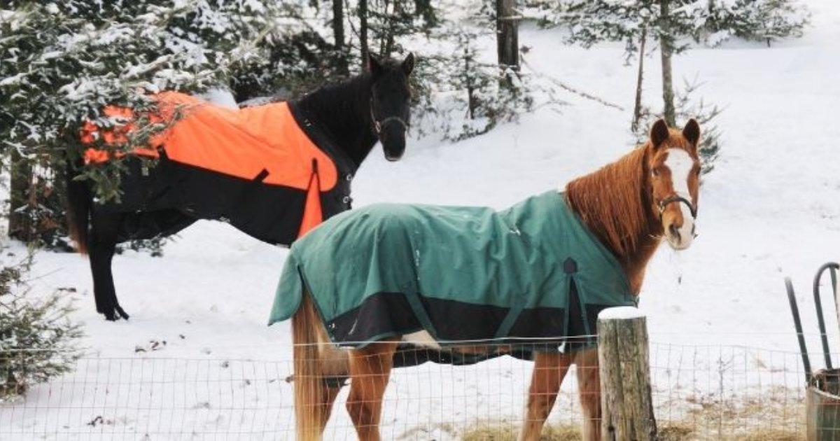 10 Ways To Care For Your Horse In Winter