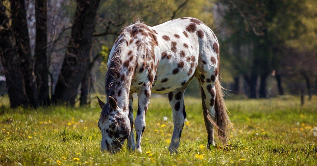 10 Interesting Facts About Appaloosa Horses