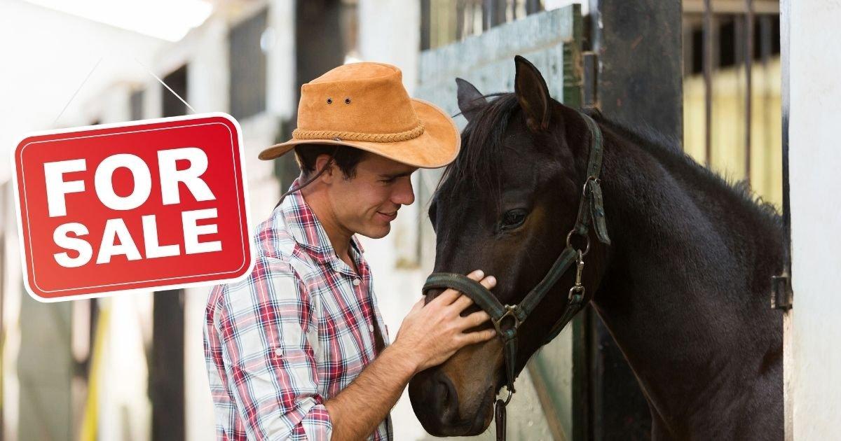 What Buyers Look for in a Horse for Sale Ad: Tips to Attract Serious Interest