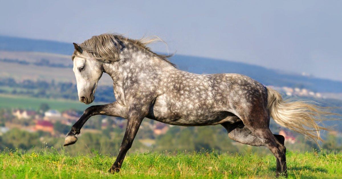 Top 10 Rarest Horse Breeds In The World