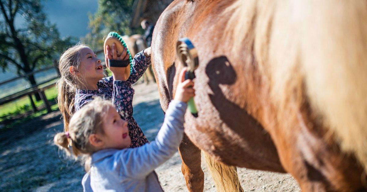 The Cost of Owning a Horse: Understanding the Expenses