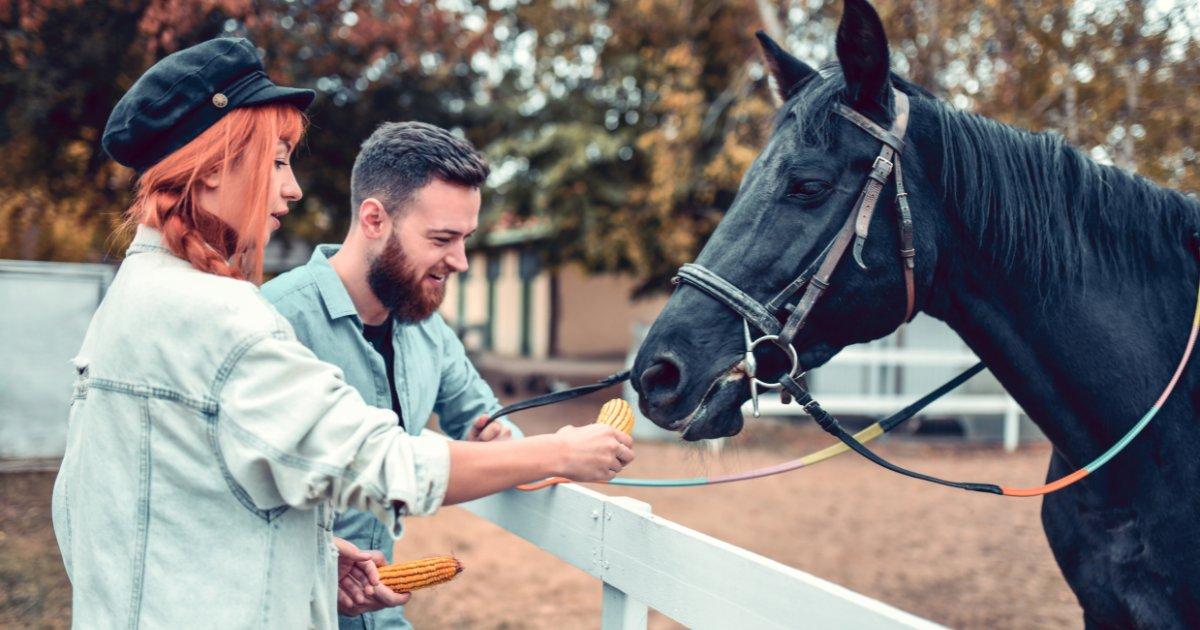 Leasing A Horse Pros And Cons