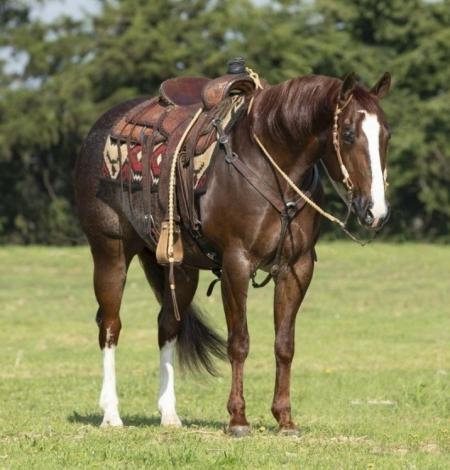 Quarter Horse Sorrel Rabicano Gelding 15 Hands (Arrow)