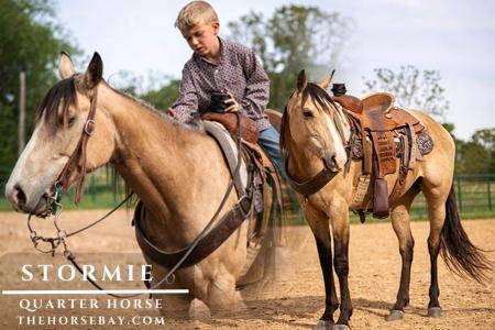 Buckskin Quarter Horse Mare