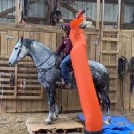 Draft Cross Horse Dapple Grey Mare 16.1 Hands (Anita)