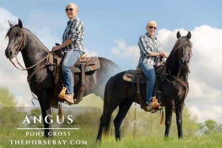 Black Pony Cross Gelding For Sale (Gaited/Trail)