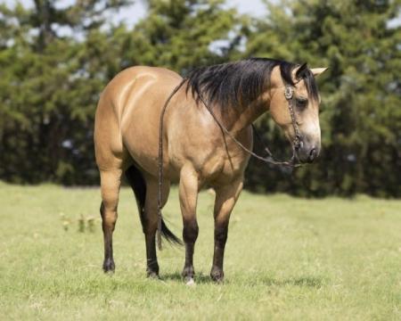 Quarter Horse Buckskin Gelding 15 Hands (Ajax)