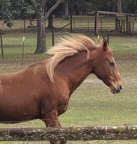Athletic and beautiful, Mustang mare, Jenga