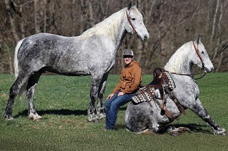 Grey Draft X Gelding For Sale | Thehorsebay.com | All Around/Trail/Youth Watch later Share