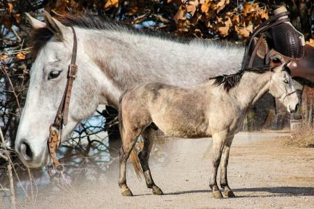 Quarter Horse (AQHA) Gelding For Sale | Consigned to Thehorsebay.com