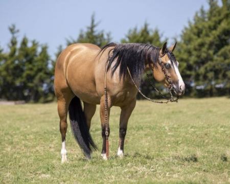 Quarter Horse Buckskin Mare 15.1 Hands (Amber)