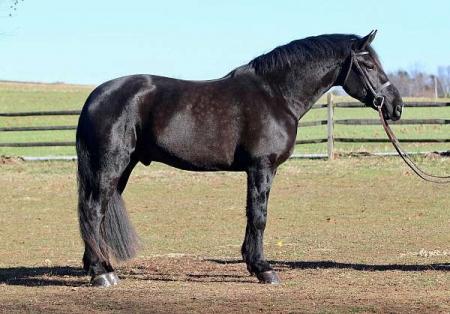 Friesian Horse Black Gelding 17.2 Hands (Justice)