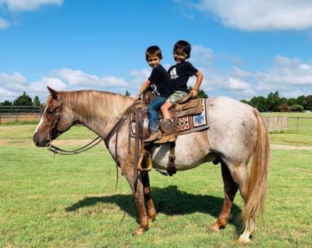 Quarter Horse Red Roan Gelding 14.3 Hands (Andy)