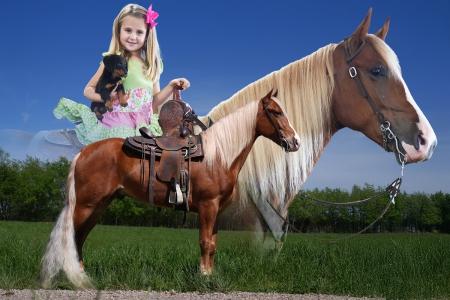 Tennessee Walking Gelding (TWHBEA) For Sale | Thehorsebay.com | Gaited/Trail/Trick