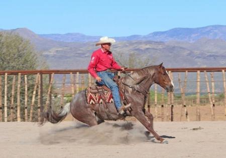 Quarter Horse Red Roan Gelding 15 Hands (Chewy)