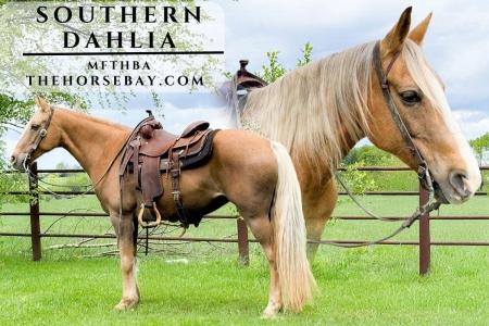 Palomino MFTHBA Mare (Field Trial/Trail/Youth)