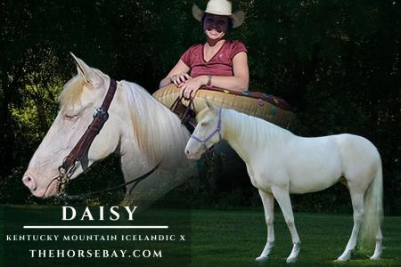 Kentucky Mountain/Icelandic X Mare For Sale (Youth/Gaited/Trail)