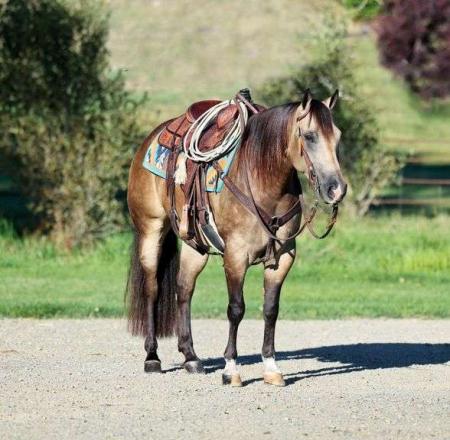 Quarter Horse Dappled Buckskin Mare 15 Hands (Aiysha)