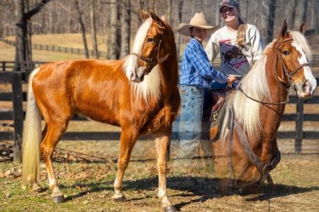 Tennessee Walking (TWHBEA) Gelding For Sale | Consigned to Thehorsebay.com