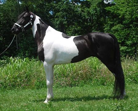 Spotted Saddle Horse Black Tobiano Gelding 15.1 Hands (Ali)