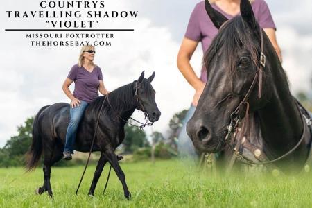 Missouri Foxtrotter Mare (MFTHBA) For Sale (Gaited/Trail/Breeding)
