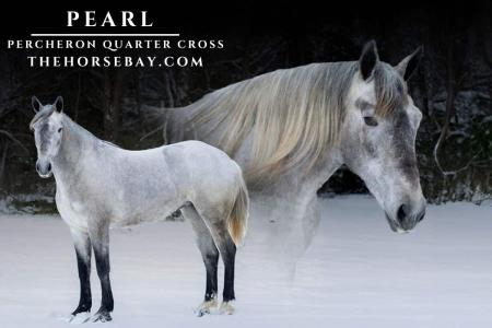 Percheron Quarter X Mare